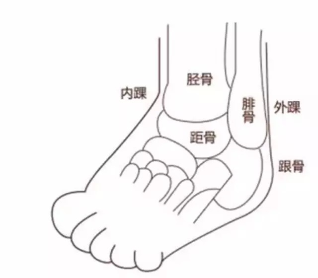 而内踝胫骨较短较浅所以踝关节更易发生内翻扭伤