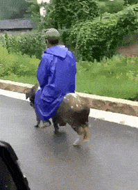 搞笑gif:大爷你的坐驾有点逆天了哈