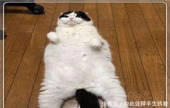 时候做完手术回到,绝育家中的主人动画朋友图片发微圈表情包信怎么,猫咪被它的图片