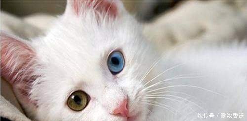 世界上八大最漂亮的猫品种,简直美出新天际,最