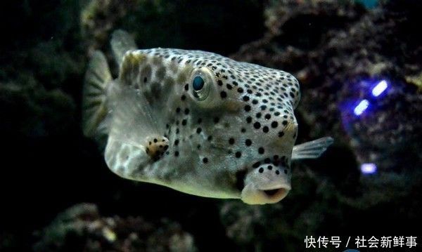 男子海边钓到一方形鱼,高兴拿去市场卖,路人说出鱼的来路他扔掉