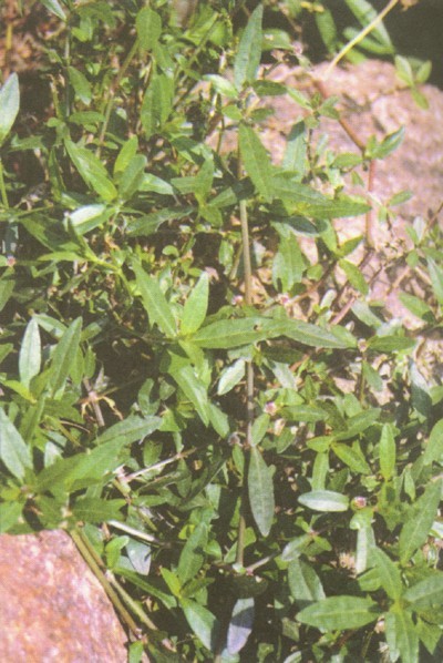 莲子草