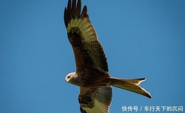 心理学:四只老鹰,哪只飞得最高?测出你眼光毒