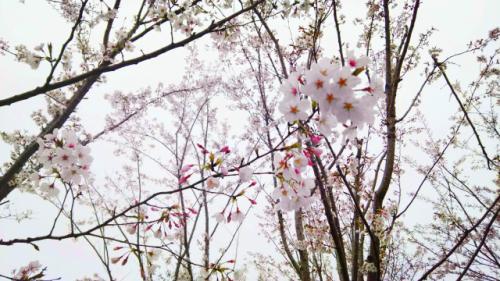 醉美人间四月天,还不迅速切换到赏花模式?