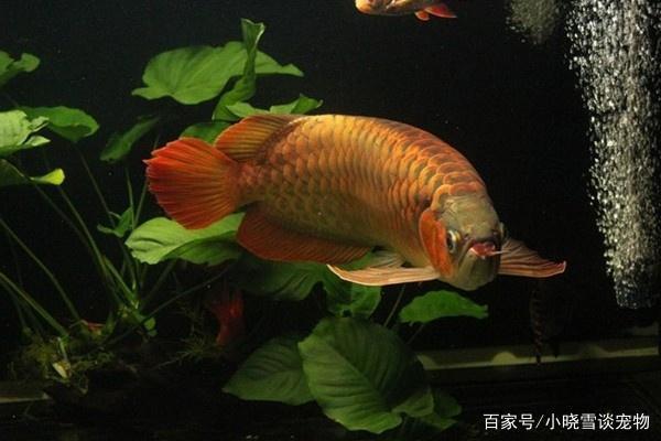 小紅龍魚的正確飼養(yǎng)方法（小紅龍魚的正確飼養(yǎng)方法視頻）