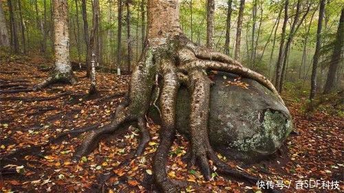 我国拥有全球最硬的树木,其硬度如同钢板一样