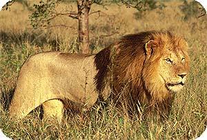 这就是全身长三米,长长的鬃毛一直延续到后背上半身,地上最大的狮子