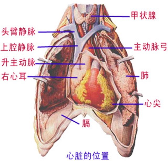 心脏-脊椎动物的中心器官