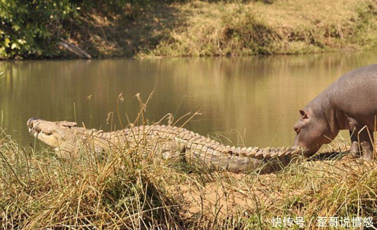 小河马舔咬鳄鱼的尾巴,鳄鱼就是不反抗,原因是
