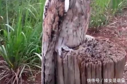 男子野外游玩发现一块奇怪的木头,刚一靠近,木头下了个蛋跑了