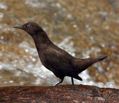 简介 褐河乌(学名:cincluspallasii)是雀形目河乌科的鸟类,全长约21cm