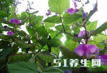 四大\"懒人菜\",只需种植一颗,一家蔬菜不用愁