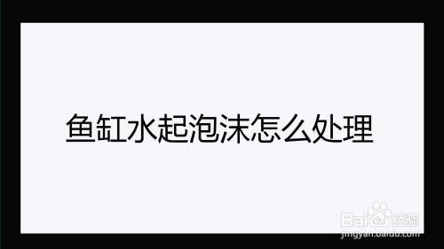 膽子大不怕人的觀賞魚有哪些（膽子大不怕人的觀賞魚有哪些圖片） 白化火箭魚