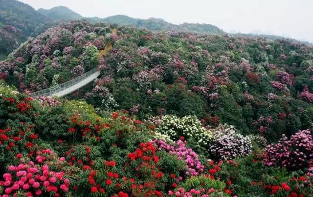 喜讯| 青岩古镇!贵阳首个5a级景区即将诞生!