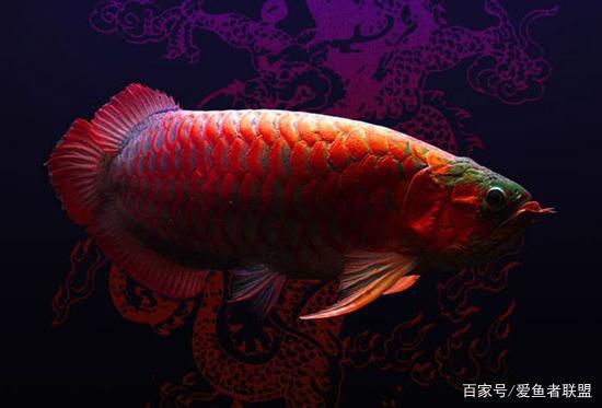 花鳥市場(chǎng)里的魚缸多少錢一個(gè)啊(花鳥市場(chǎng)里的魚缸多少錢一個(gè)啊視頻)