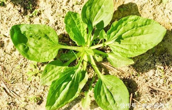 有妇科炎症的女人,三伏天多吃这几物,排毒灭菌