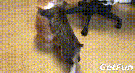 这么月半 爬得出来么 这些毛宝宝简直太可爱了,宠物君这个两脚兽的