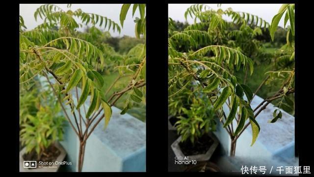一组拍照对比图!告诉你荣耀10和一加6哪个更有