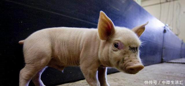 老人的话真中肯,属猪人出生在这两个月份,命最