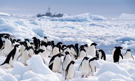 南极和北极一样冷吗? 南极和北极的区别|南极|