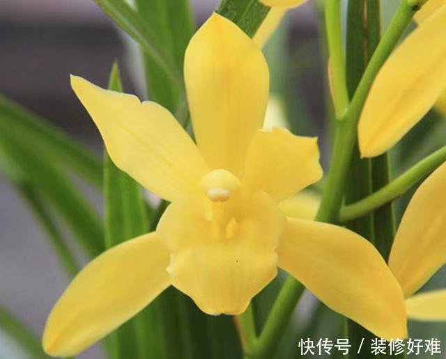 一款入门级的兰花,花色非常博人眼球,花香浓郁悠久,好易养活 澳门皇冠线上