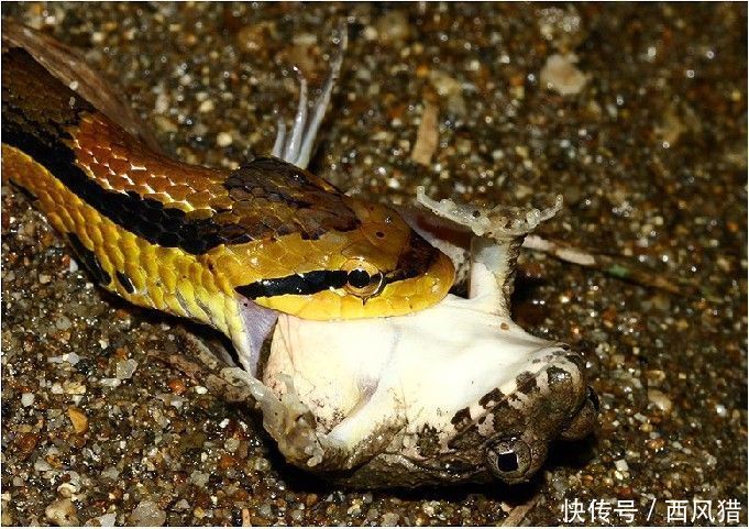 特种野猪是经过人工驯化改良后的一个野猪品种