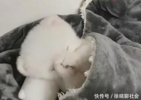 小萌狗刚睡醒,揉揉双眼像小孩,双眼皮萌出新境