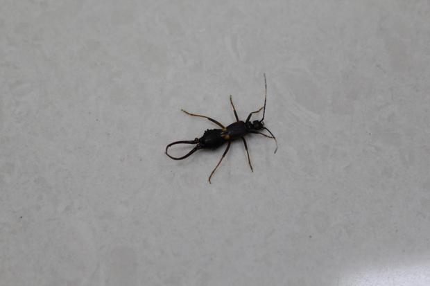 这种昆虫是什么?