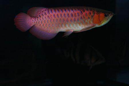 贛州宏安水族館（贛州宏安水族館電話）