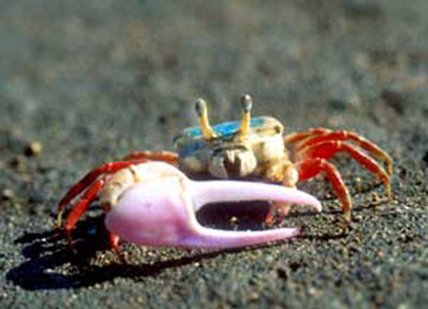 招潮蟹吃(⊙o⊙)啥?解答给30Q币