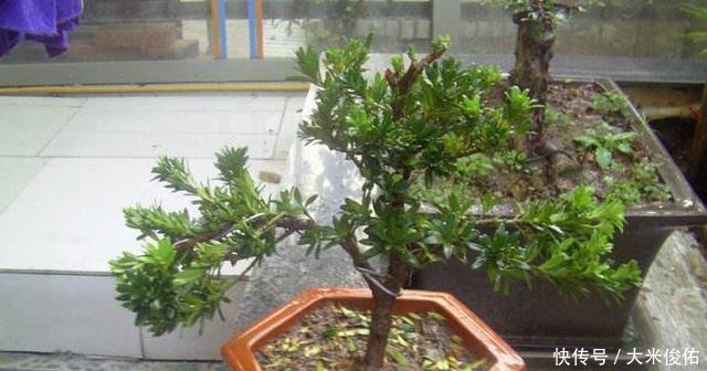 种棵罗汉松, 招财又长寿, 嫌太贵自己种, 一根枝