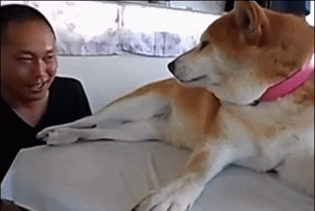 这世上有一种汪星人,天生就是为了让人