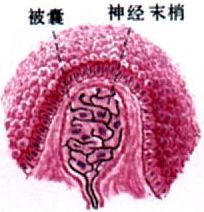 神经 感觉神经末梢又称传入神经末梢,接受外界和体内的刺激.