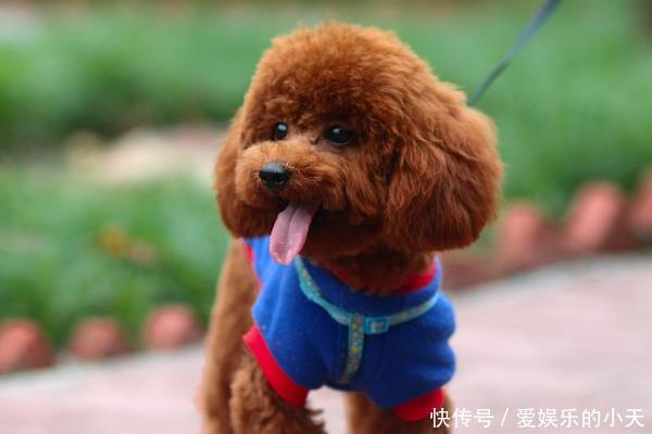 养狗不要选泰迪,这几个原因告诉你为什么,有些宠主已经后悔了 亿万先生007下载