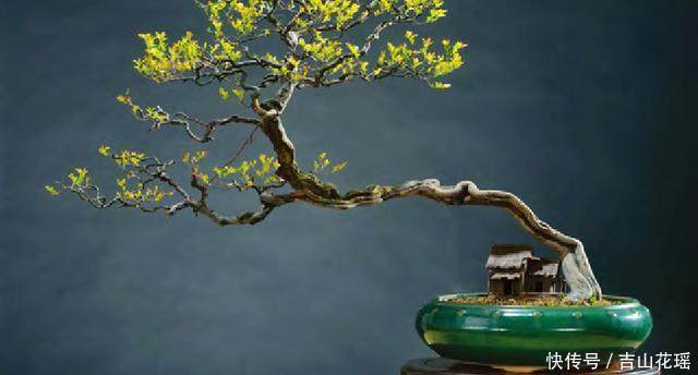 教你如何制作家庭雀梅盆景?