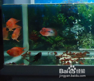 曹妃甸區(qū)夢幻水族宮觀賞魚經(jīng)銷店（曹妃甸區(qū)夢幻水族宮觀賞魚經(jīng)銷店地址） 全國水族館企業(yè)名錄