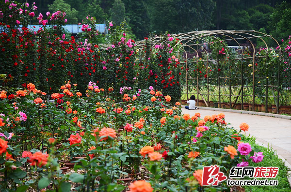 5·1出游计 | 长沙，有条飘满彩色香气的玫瑰花径