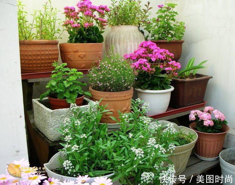 有个“露台花园”折腾,真好!此景此情,喝茶,看书 太惬意啦!