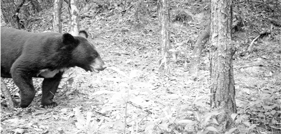 开化有\＂熊出没\＂:钱塘江源头亮出生物多样性雄厚家底