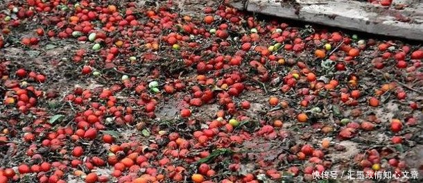 城里卖到10多块一斤的圣女果,农村大叔用它做