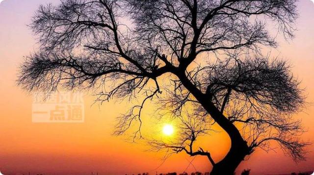 古语说:草木茂盛为地之美者 家中有哪些植物