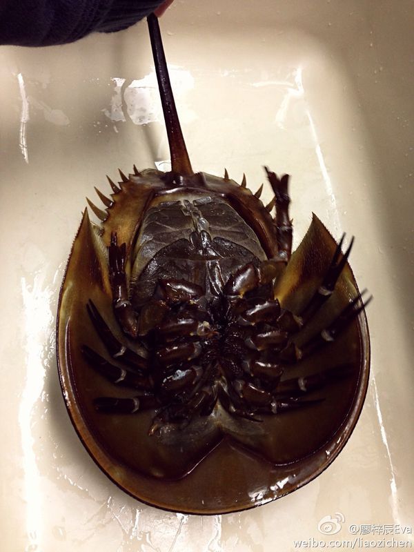 鲎鱼是什么样子_360问答