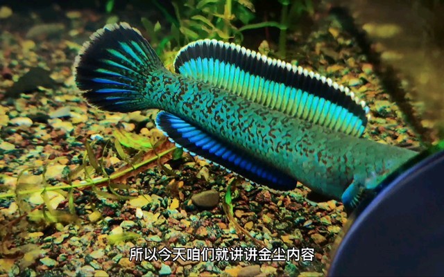 澤普縣小謝花卉水族館（澤普縣小謝花卉水族館電話）