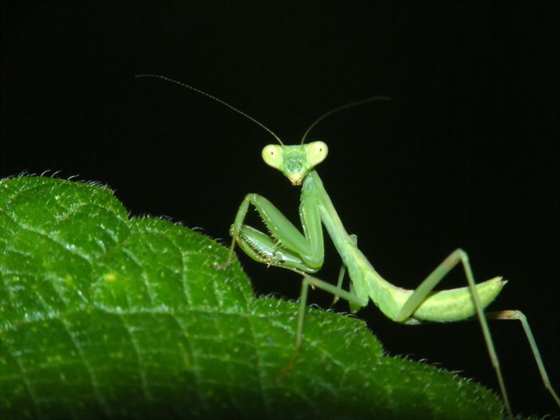 关于观察昆虫的作文_360问答