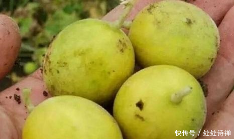 农村有天然的野生美味,漫山遍野的奇珍异宝,想想都值得回味