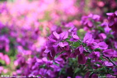 三角梅开花时间是什么时候 t0145c4213620d364f9.jpg