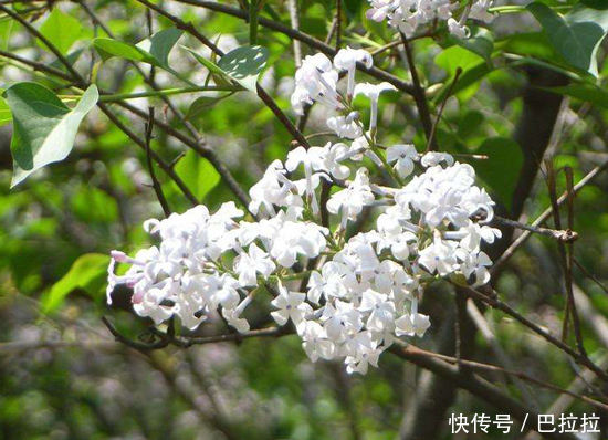 胃痛胃不舒服,幽门螺旋杆菌阳性,调理胃炎此物