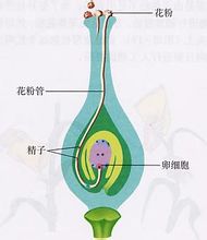 双受精过程:花粉管通常经过珠孔进入珠心,最后进入胚囊,花粉管端壁