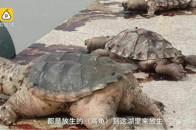 乌龟为什么不张嘴是什么原因 t01490bc278ccaf1f34.jpg?size=650x433