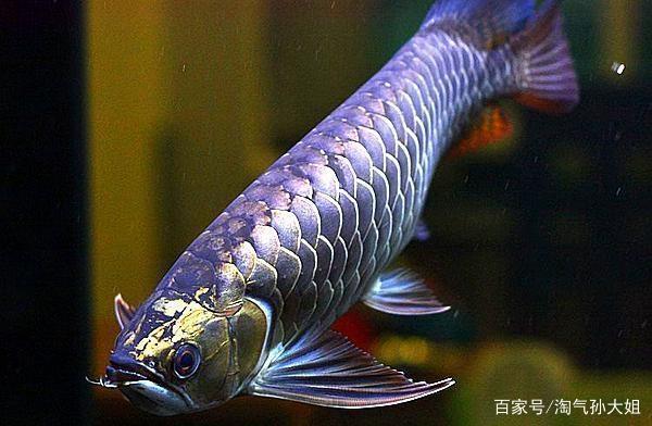 龍魚(yú)和什么魚(yú)混養(yǎng)最好圖片對(duì)比視頻（龍魚(yú)跟什么魚(yú)混養(yǎng)）